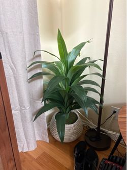 Faux house plant