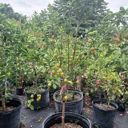 Large Citrus Trees Sale‼️25gl🍋🍊$200