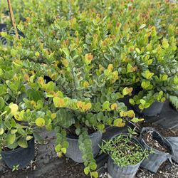 Red Tip Cocoplum Plants