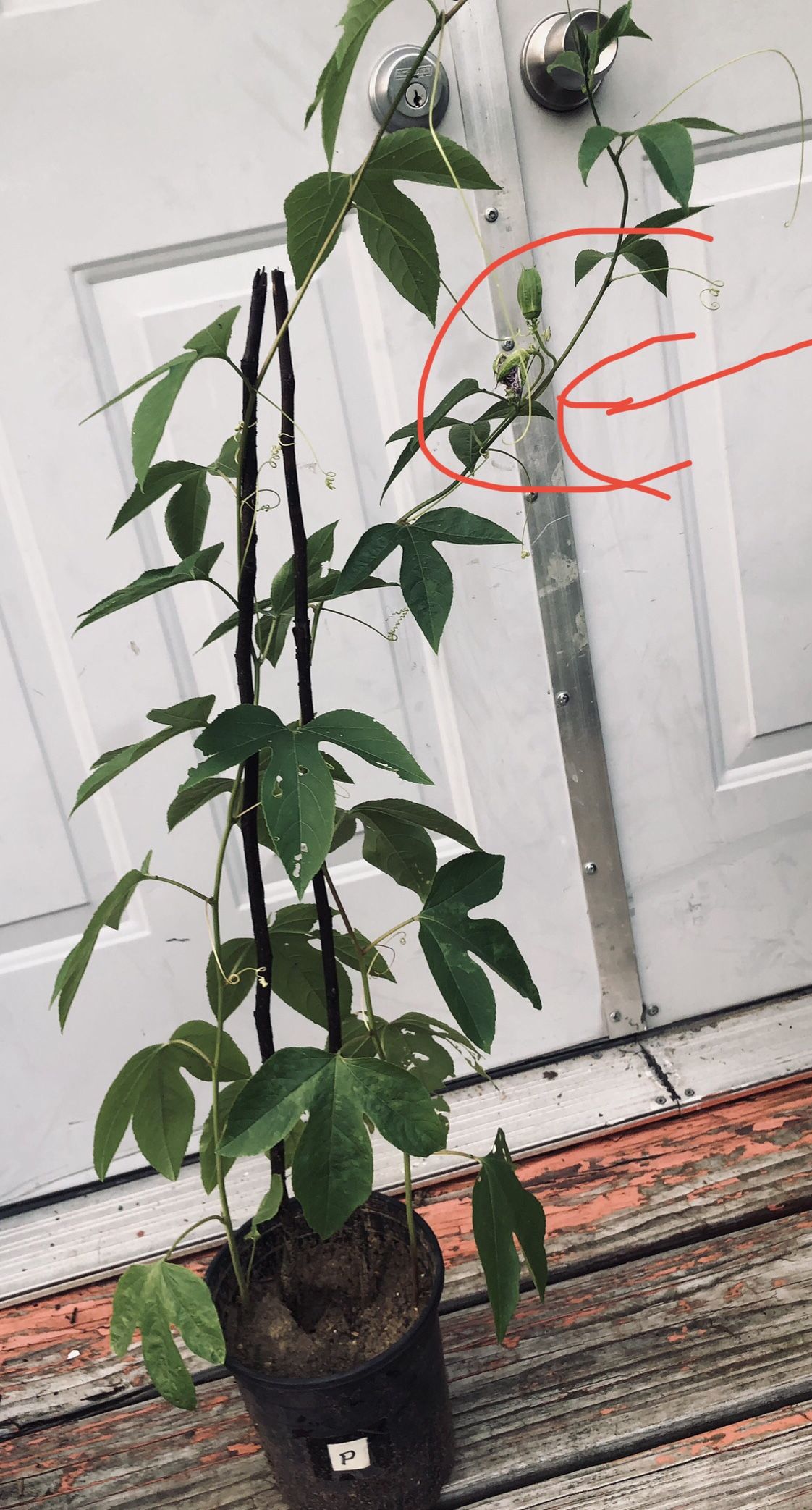 Passion Fruit…. With Flowers …. Fruit! Soon