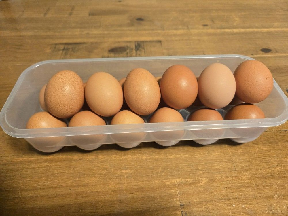 Fresh Eggs