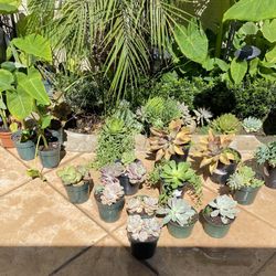 different plants in a pot for 15 each .