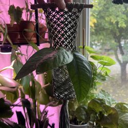 Propagation Plant Hanger 💚