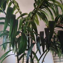 Faux Plant In Nice ceramic  Planting Pot 