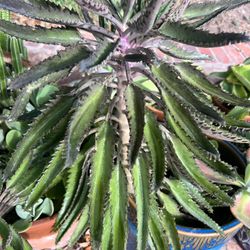 Large Kalanchoe Mother Of Thousands Bare Root $5 Mala Madre