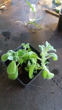 Fragrant house plant