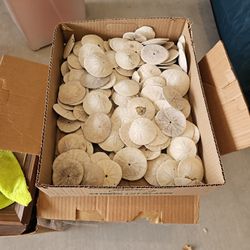 Box Of Sand Dollars