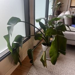 Bird Of Paradise Plant