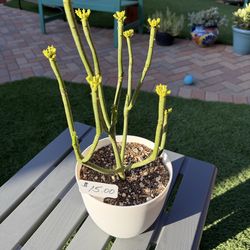 A Variety of Euphorbia Cattails Succulent Plant