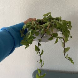 Tradescantia Plant For $3