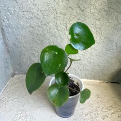 Peperomia Raindrops  Plant 