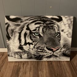 Tiger Canvas