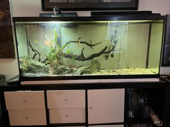 Planted Tank