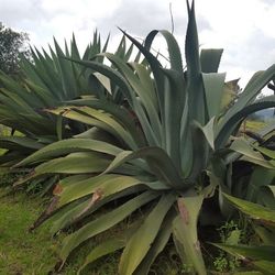 Pulquesito Bebida Azteca Y Agua Miel