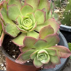 Succulents Plants 🪴 