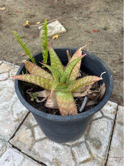Aloe Hybrid