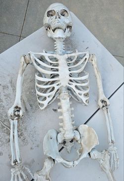 7 foot posable skeleton