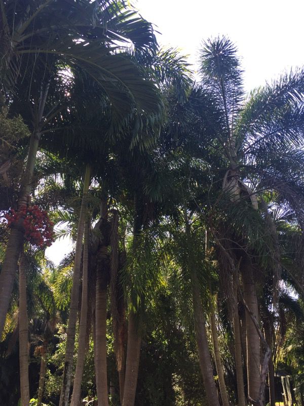 Singles, double, and triple Foxtails Palm Trees for Sale 