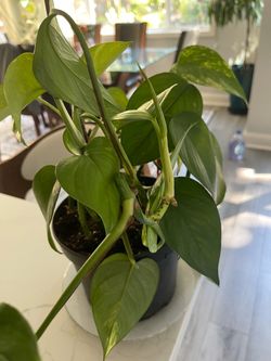 Beautiful green plant
