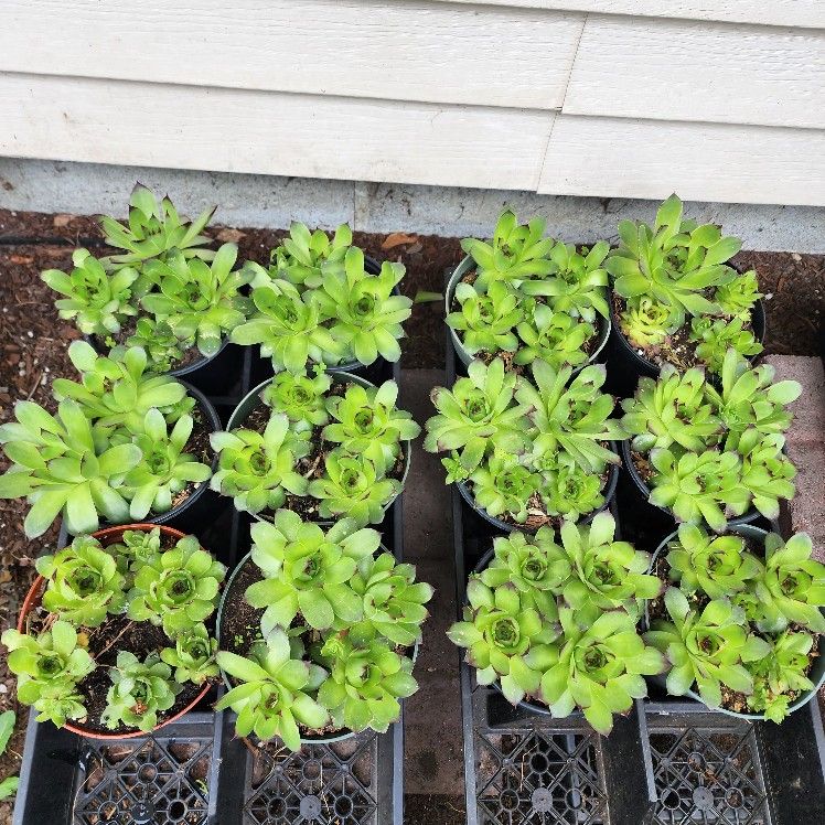 Hens & Chicks Succulents-$5 Each