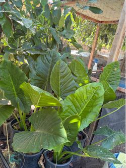 elephant ear