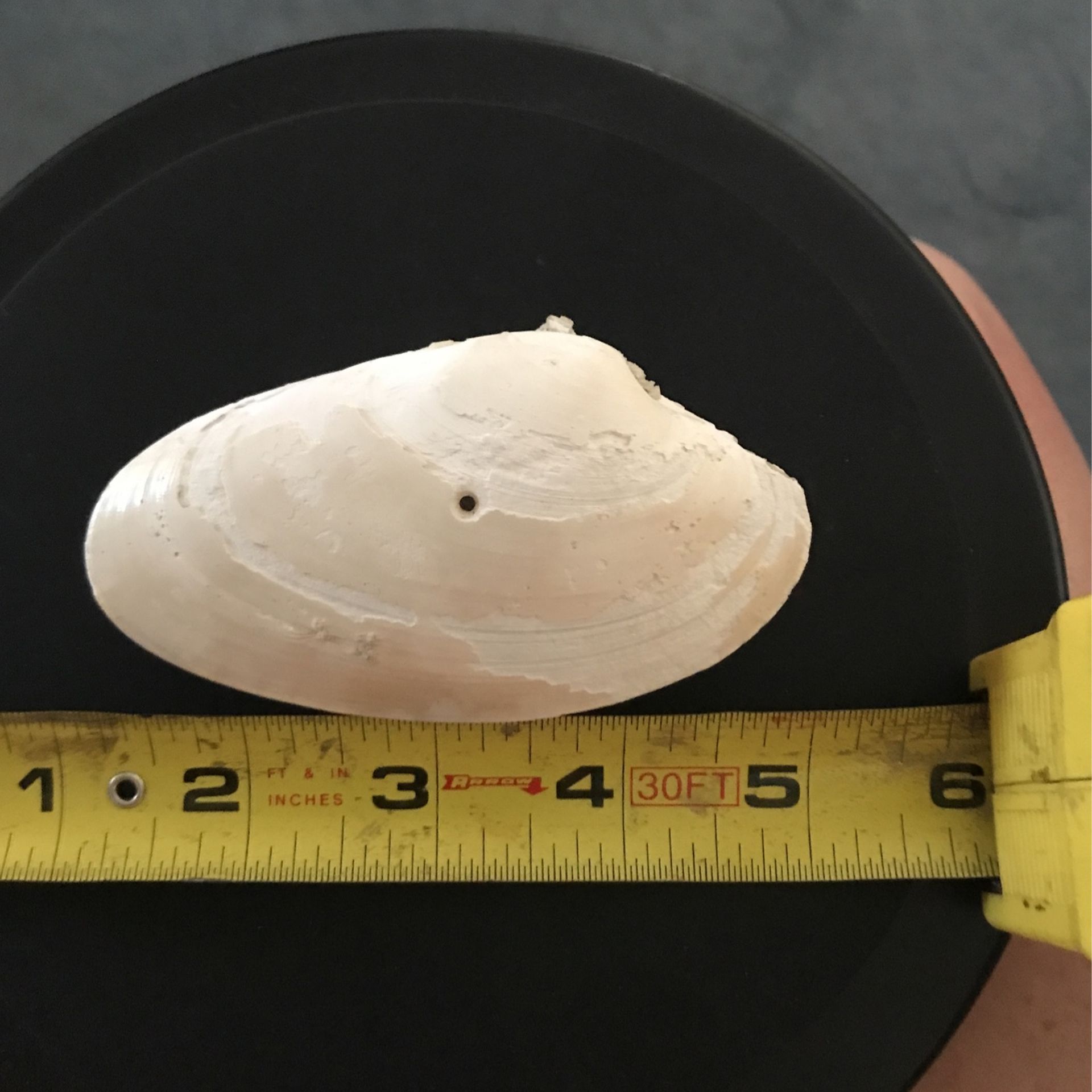 FOSSILIZED SEASHELL