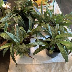 Ledebouria Socialis