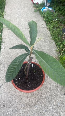 Loquat tree