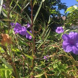 Plant For Sale