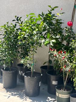 Plantas. de Lima mexicana