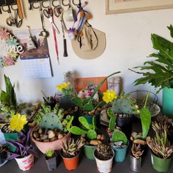 Cactus. Succulents.  $5, $10 Each