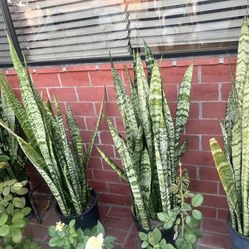 Snake Plants 2.5FT and 4Ft Available 