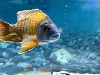 Fish.  Tank