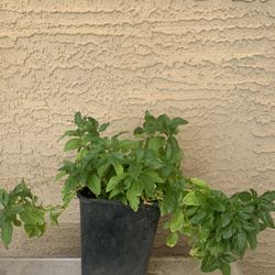 Alternanthena Sissoo Brazilian Spinach Plant 