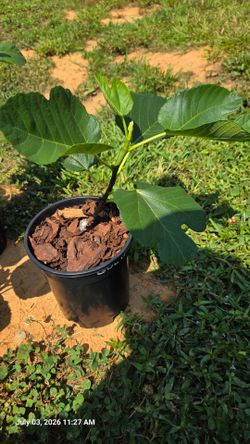 Fig Trees