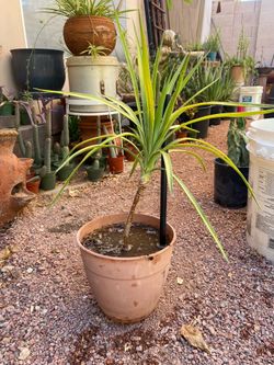 Dracaena Plant or Dragon Tree