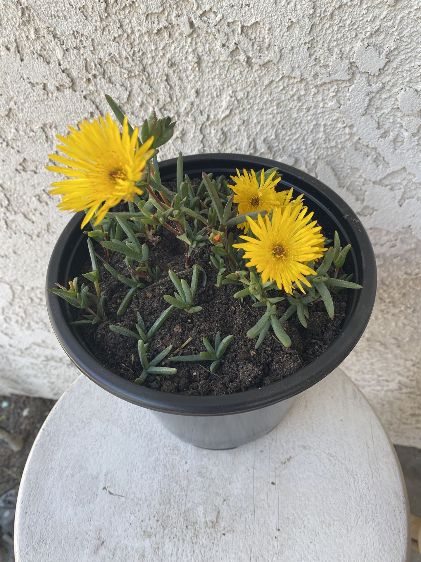 1.5 Gallon Pot Succulent Plant - Lampranthus Multiradiatus - Creeping Redflush - Rooted & Stablished - Drought Resistant - 🪴Blooms on Spring and Summ