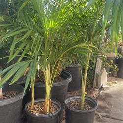 King Palm $28 each 