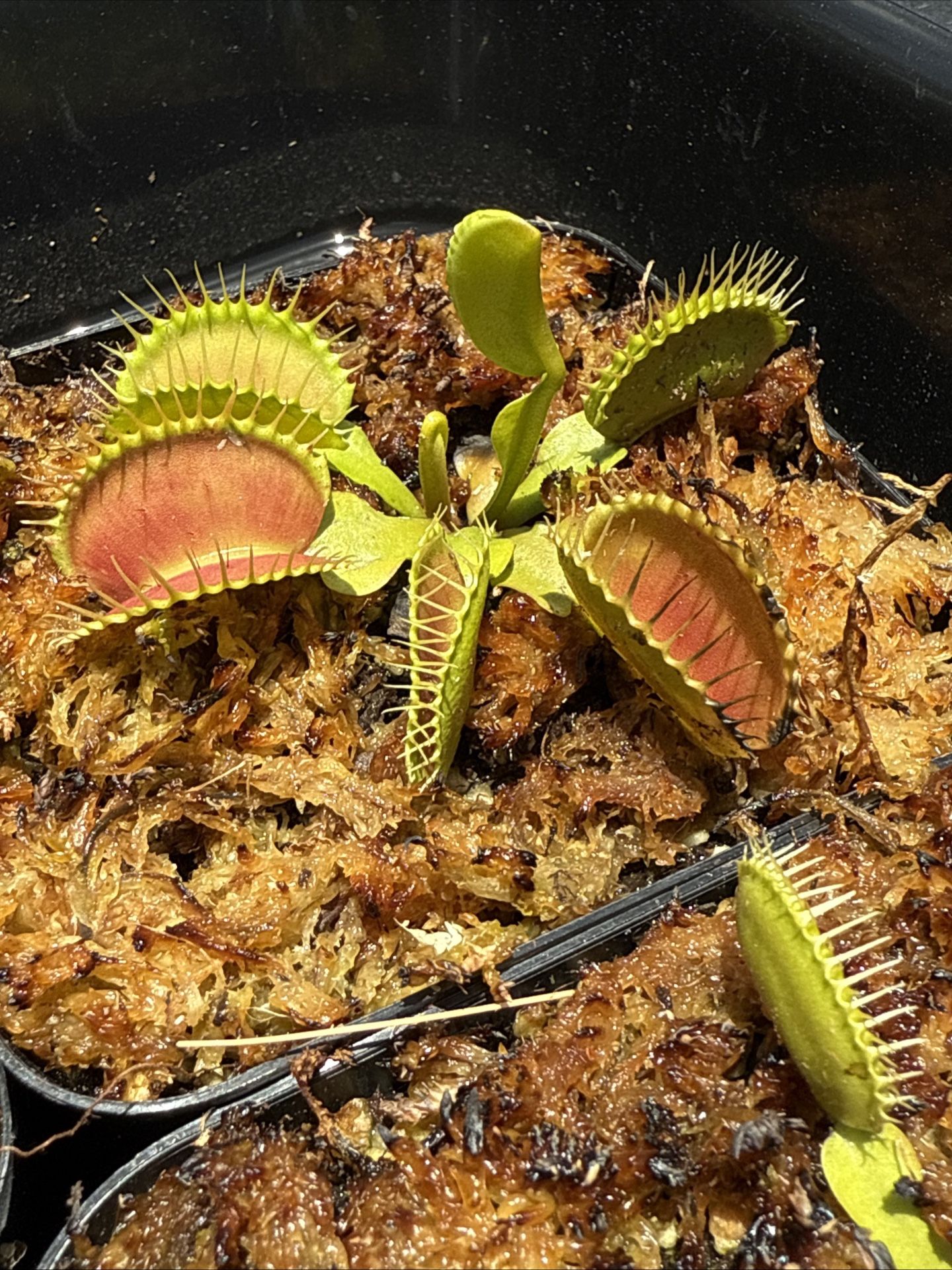 Carnivorous Plants Venus Flytraps Dionaea