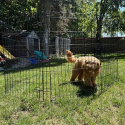 Playpen 