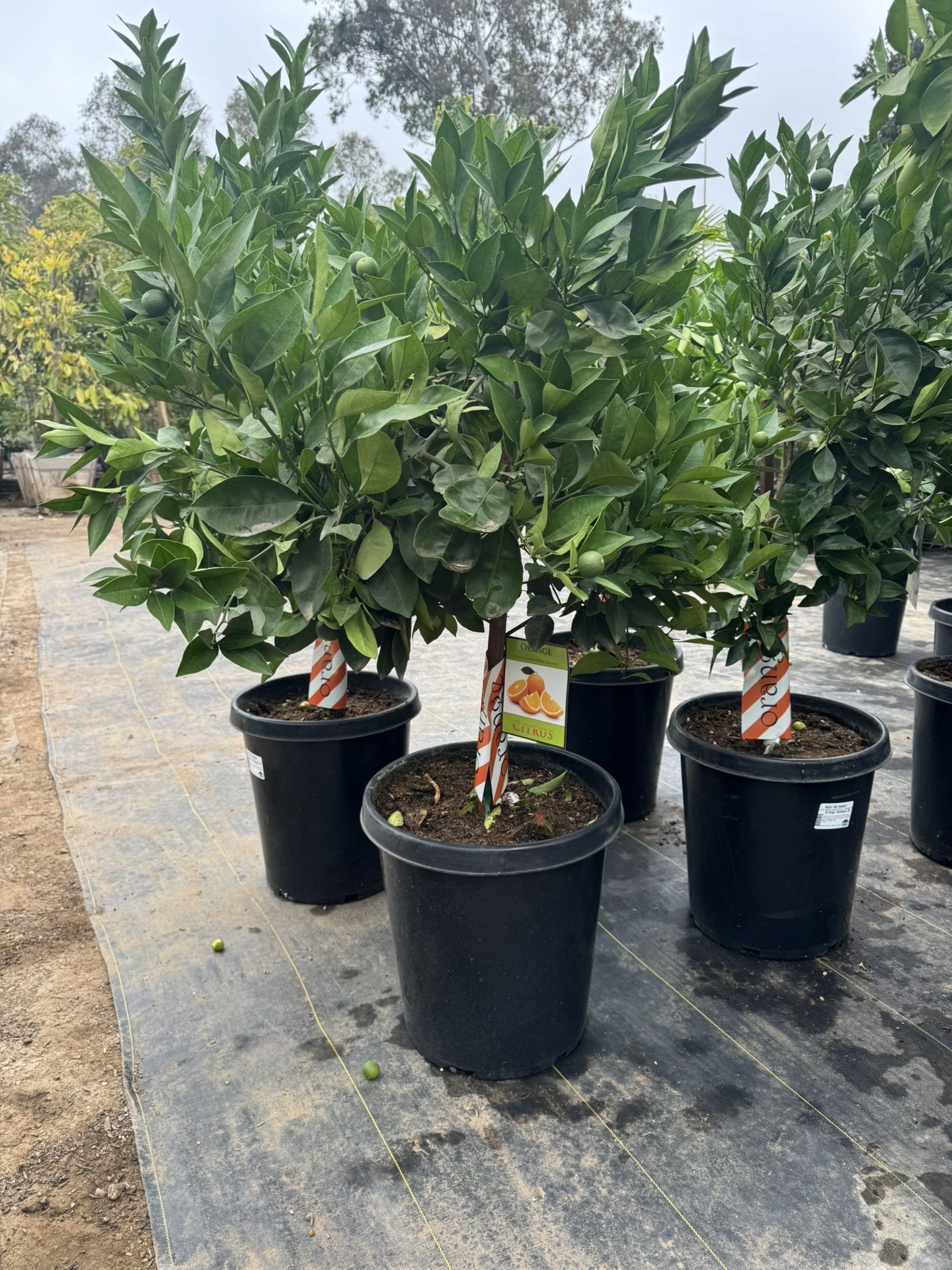 Orange Trees , Washington Navel $195