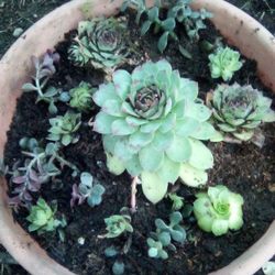 Jade And Succulent Planter
