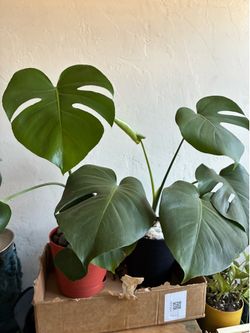 Monstera, snake plant, succulent arrangement, pothos