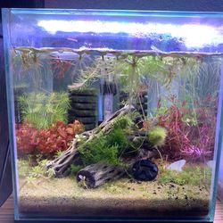 2.5 Gallon Cube Aquarium / Fish Tank