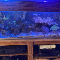 Salt Water Tank
