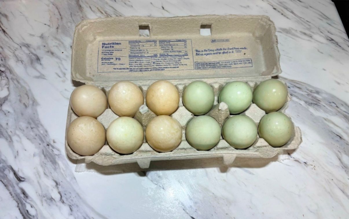 Duck Eggs