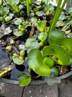 Water hyacinth