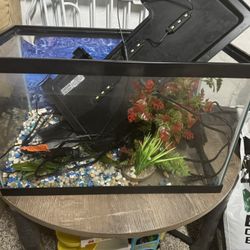 Fish Tank And Everything You Need 