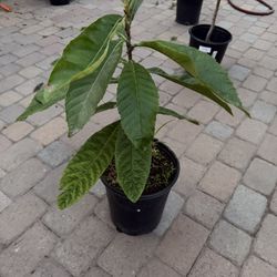 Loquat Tree For Sale