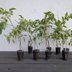 Steak Hybrid Tomato Plants For Sale